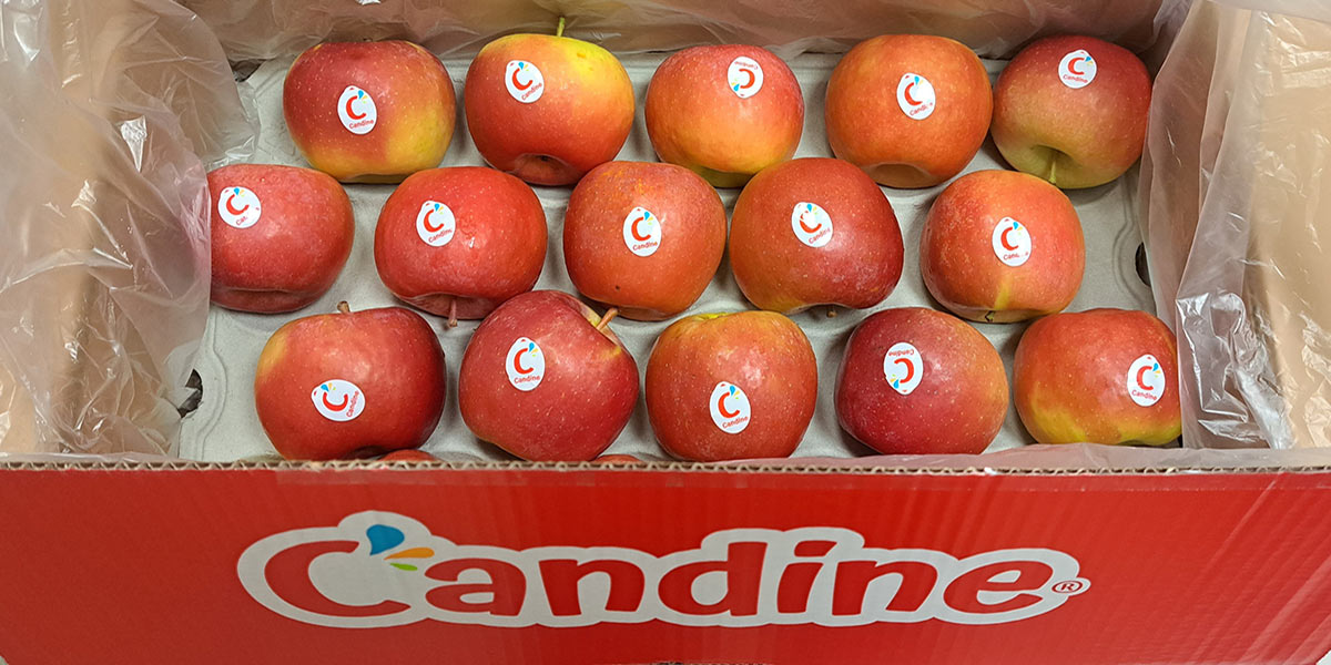 Mele Candine, consolidamento in Gdo